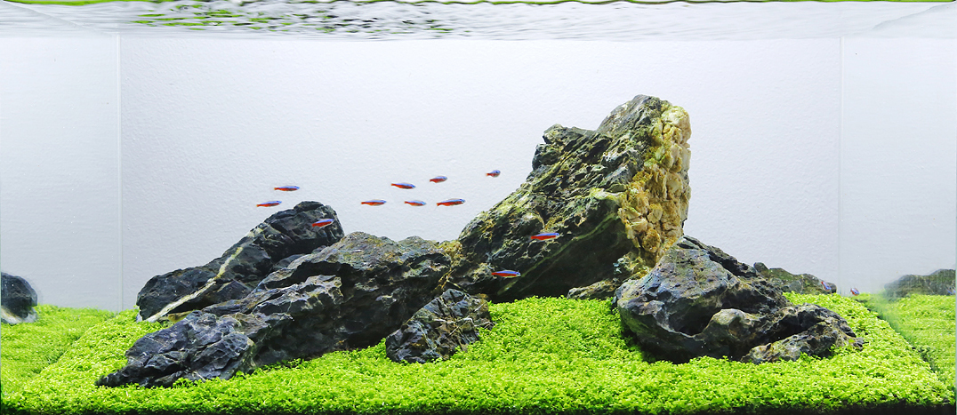 Aquascape Analysis of George Farmer’s One-Pot Iwagumi