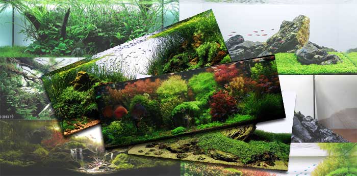 Aquascaping styles for beautiful aquariums [a series]