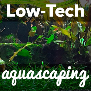 Low Tech Aquascaping: What you need to know