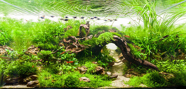 Mon Aquarium en Alsace - Page 6 Stu-worrall-aquascape-post