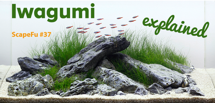 Iwagumi Aquascaping Style Explained Scapefu037 Scapefu