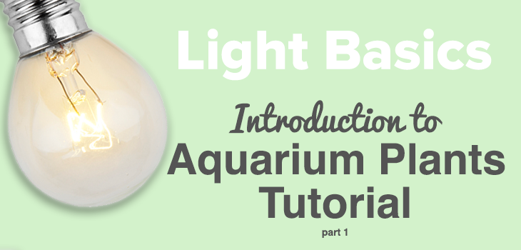 Lighting Basics introduction to aquarium plants tutorial