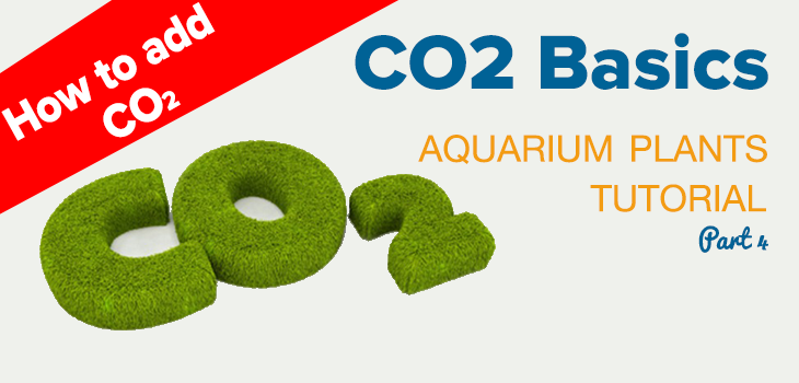 veteraan Elk jaar Opnemen How to Add CO2 - Introduction to Aquarium Plants Tutorial - ScapeFu