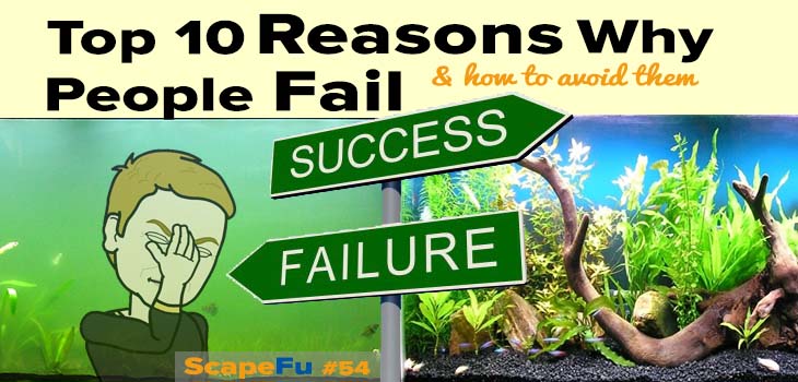 planted aquarium failure success